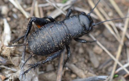 Réf. 296 131 : Gryllus campestris